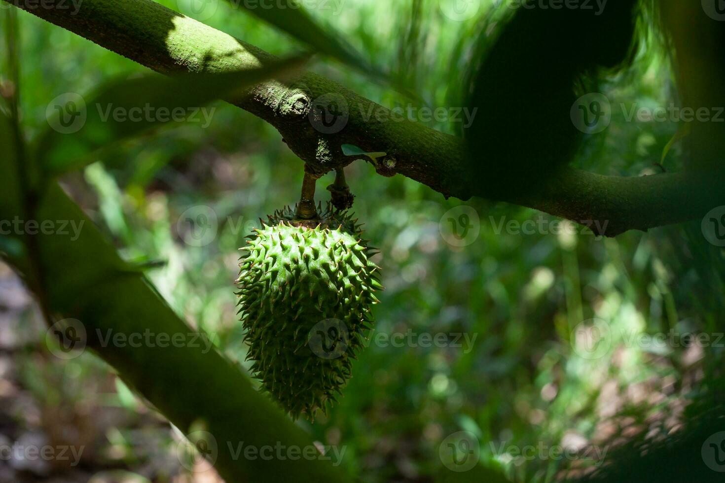 Soursop cultivation at the region of Valle del Cauca in Colombia photo