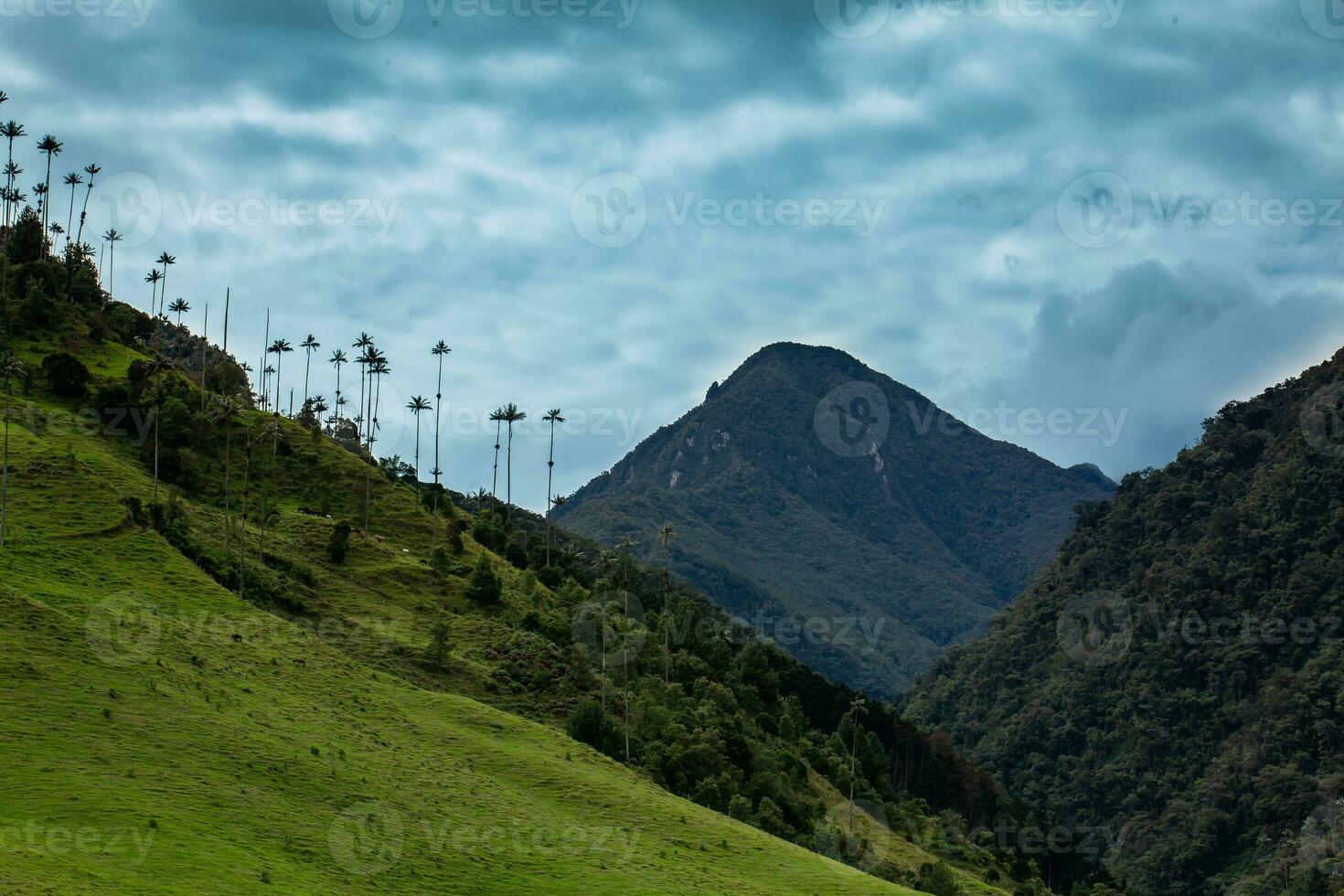 View of the beautiful cloud forest and the Quindio Wax Palms at the Cocora Valley located in Salento in the Quindio region in Colombia. photo