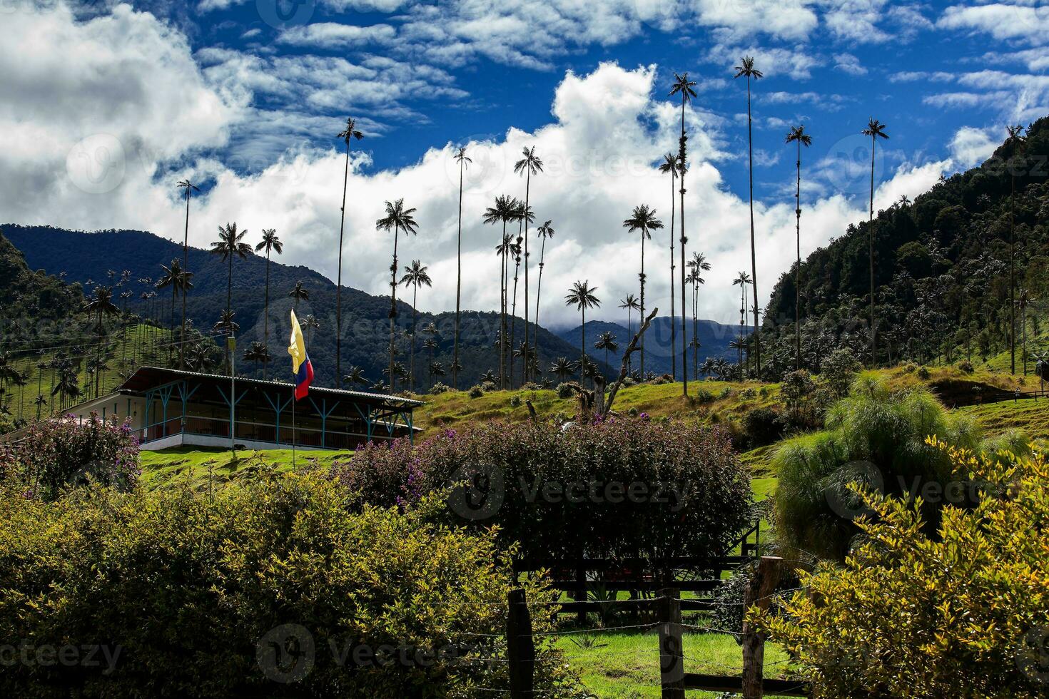 View of the beautiful cloud forest and the Quindio Wax Palms at the Cocora Valley located in Salento in the Quindio region in Colombia. photo