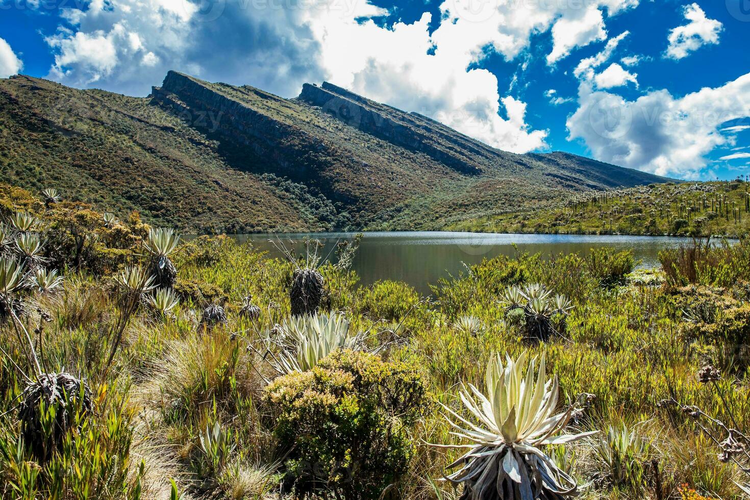 hermosa paisaje de Colombiana andino montañas demostración páramo tipo vegetación en el Departamento de cundinamarca foto