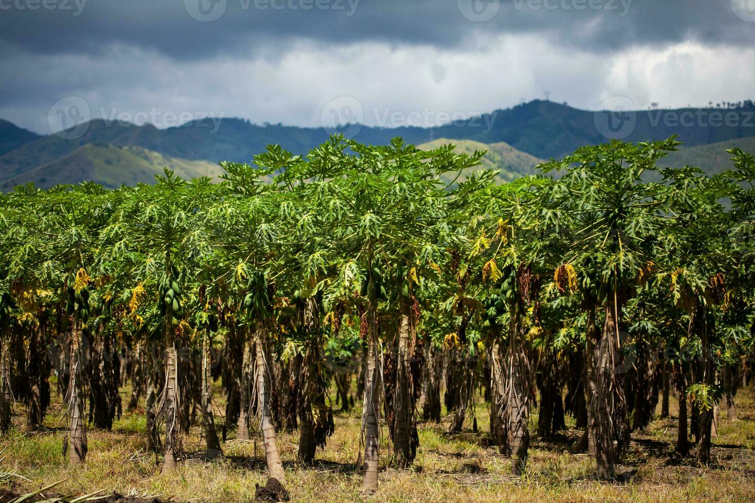 View of a papaya cultivation and the majestic mountains at the region of Valle del Cauca in Colombia photo