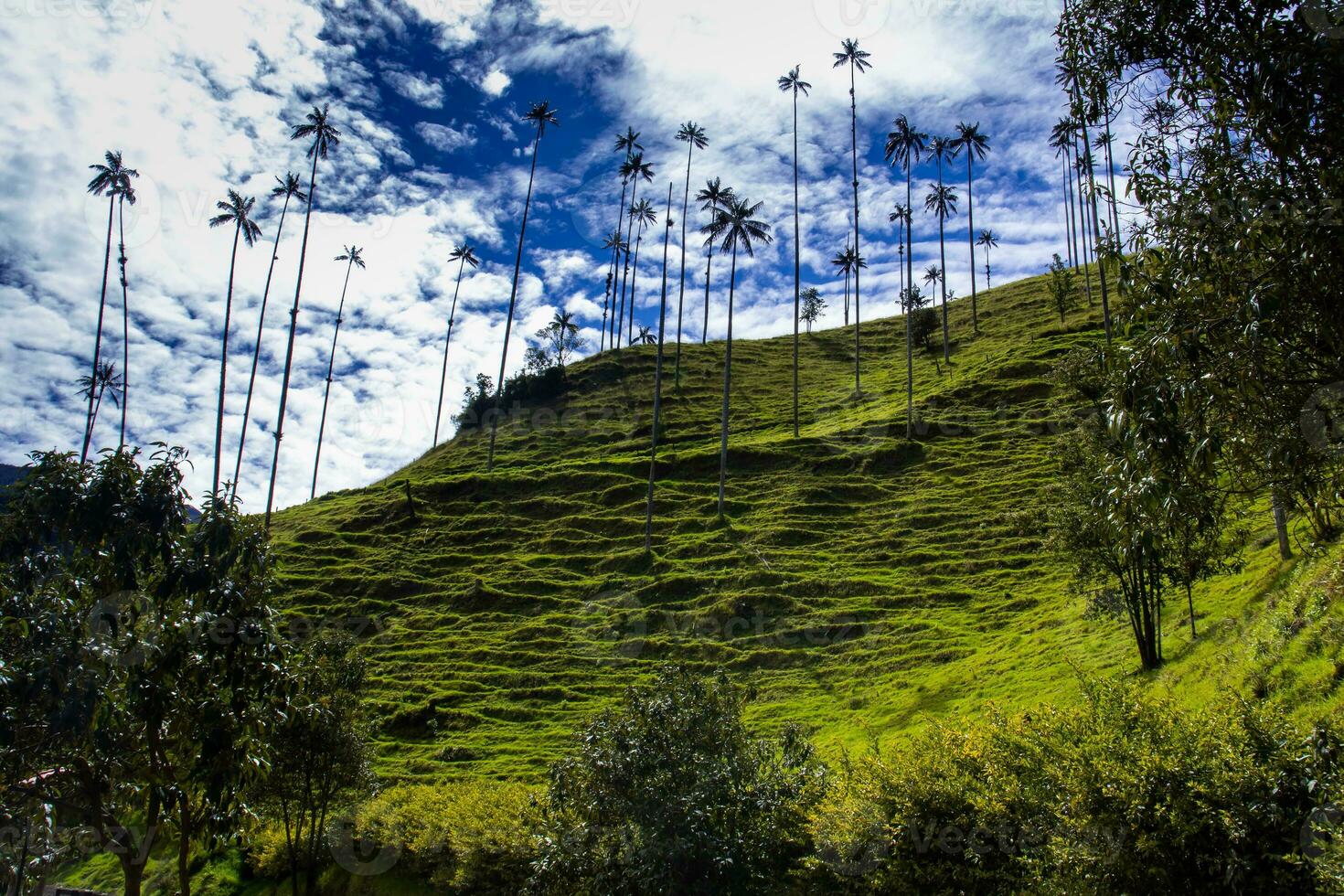 View of the beautiful cloud forest and the Quindio Wax Palms at the Cocora Valley located in Salento in the Quindio region in Colombia. photo