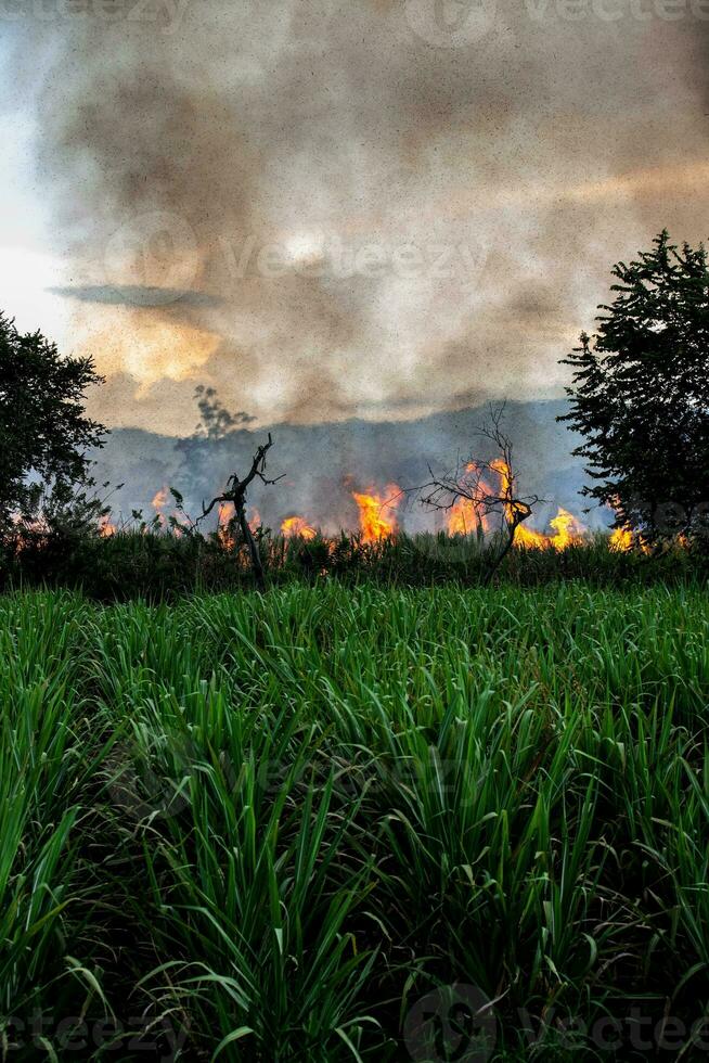 Sugar cane fire burning in field at Valle del Cauca in Colombia photo