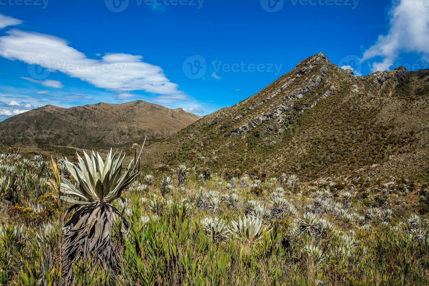 hermosa paisaje de Colombiana andino montañas demostración páramo tipo vegetación en el Departamento de cundinamarca foto