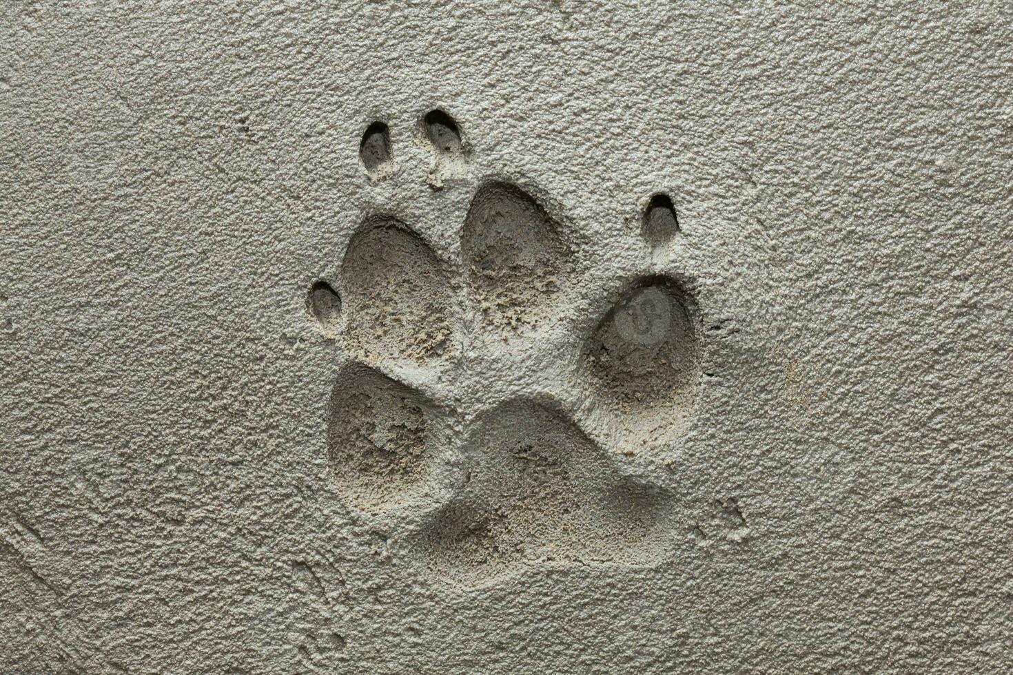 Dog paw footprint on fresh cement photo