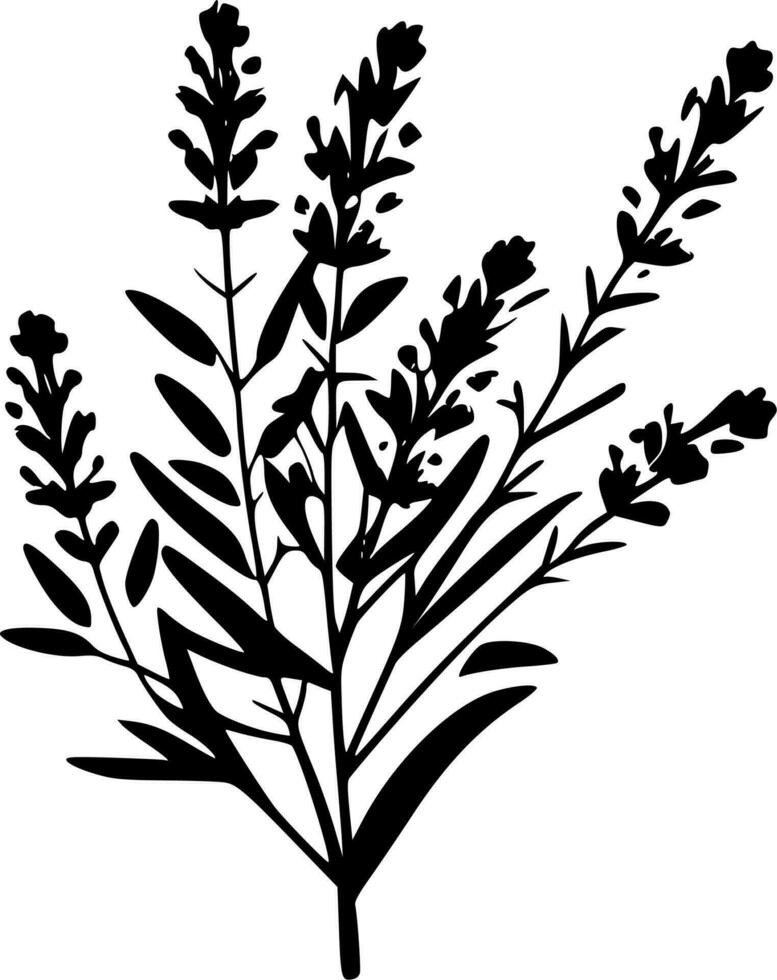 Lavender, Black and White Vector illustration