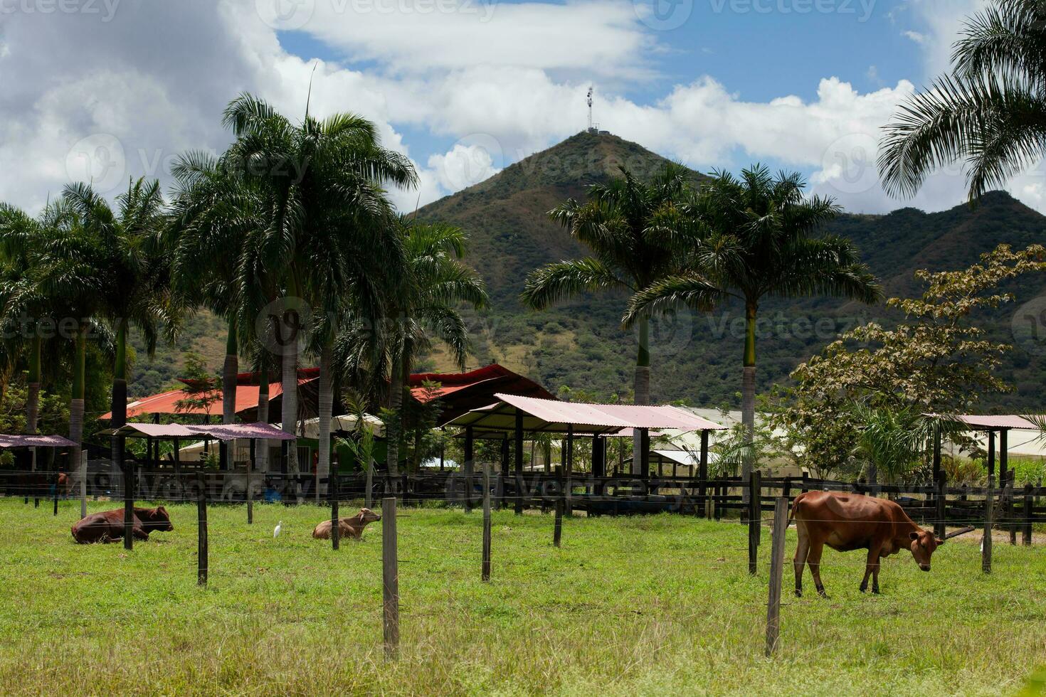 Cattle and the beautiful mountains at the region of Valle del Cauca in Colombia photo