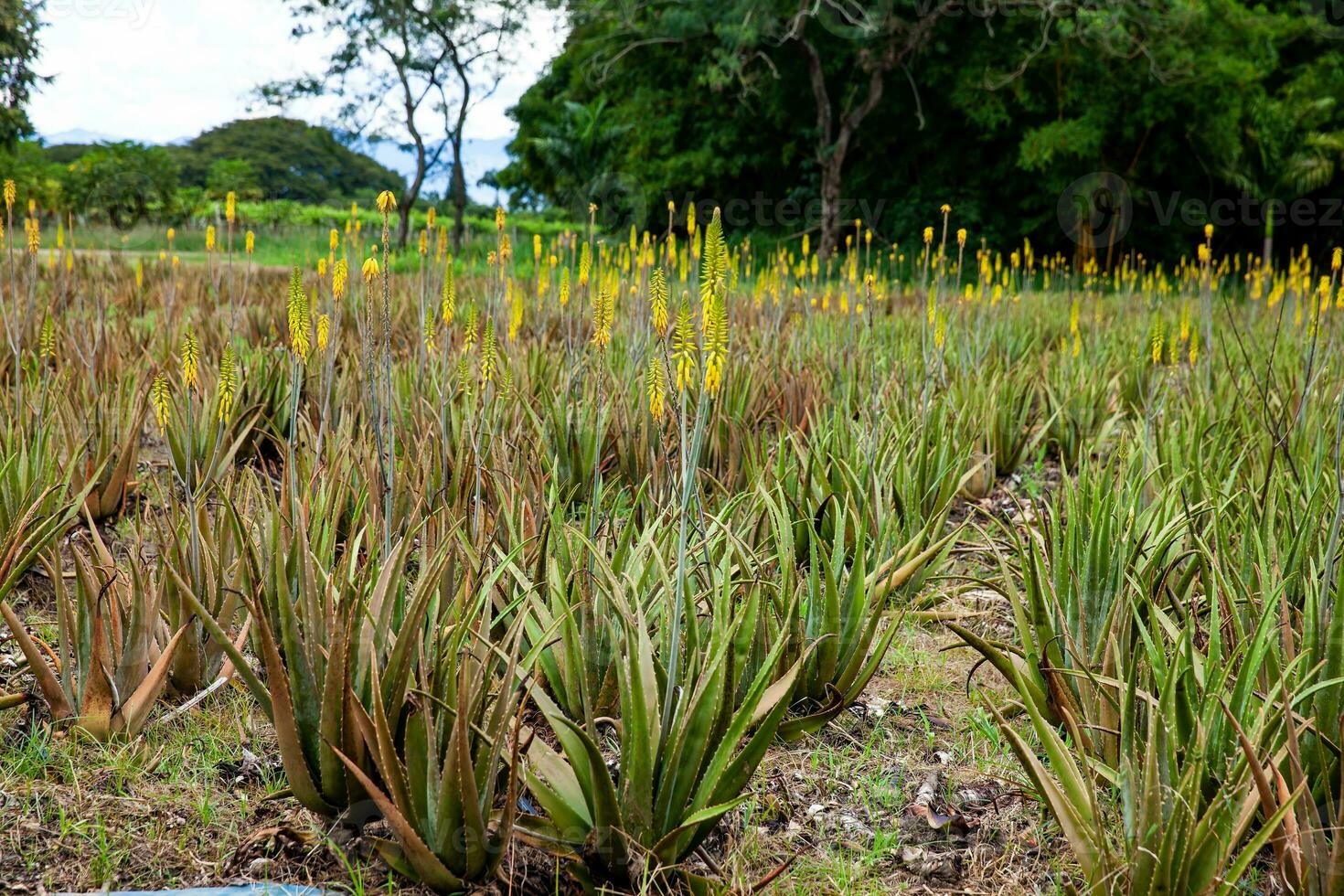 View of an Aloe vera cultivation and the majestic mountains at the region of Valle del Cauca in Colombia photo