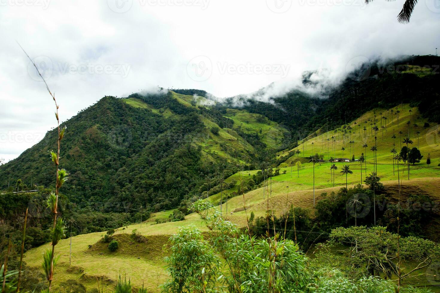 ver de el hermosa nube bosque y el quindio cera palmas a el cocora Valle situado en salento en el quindio región en Colombia. foto