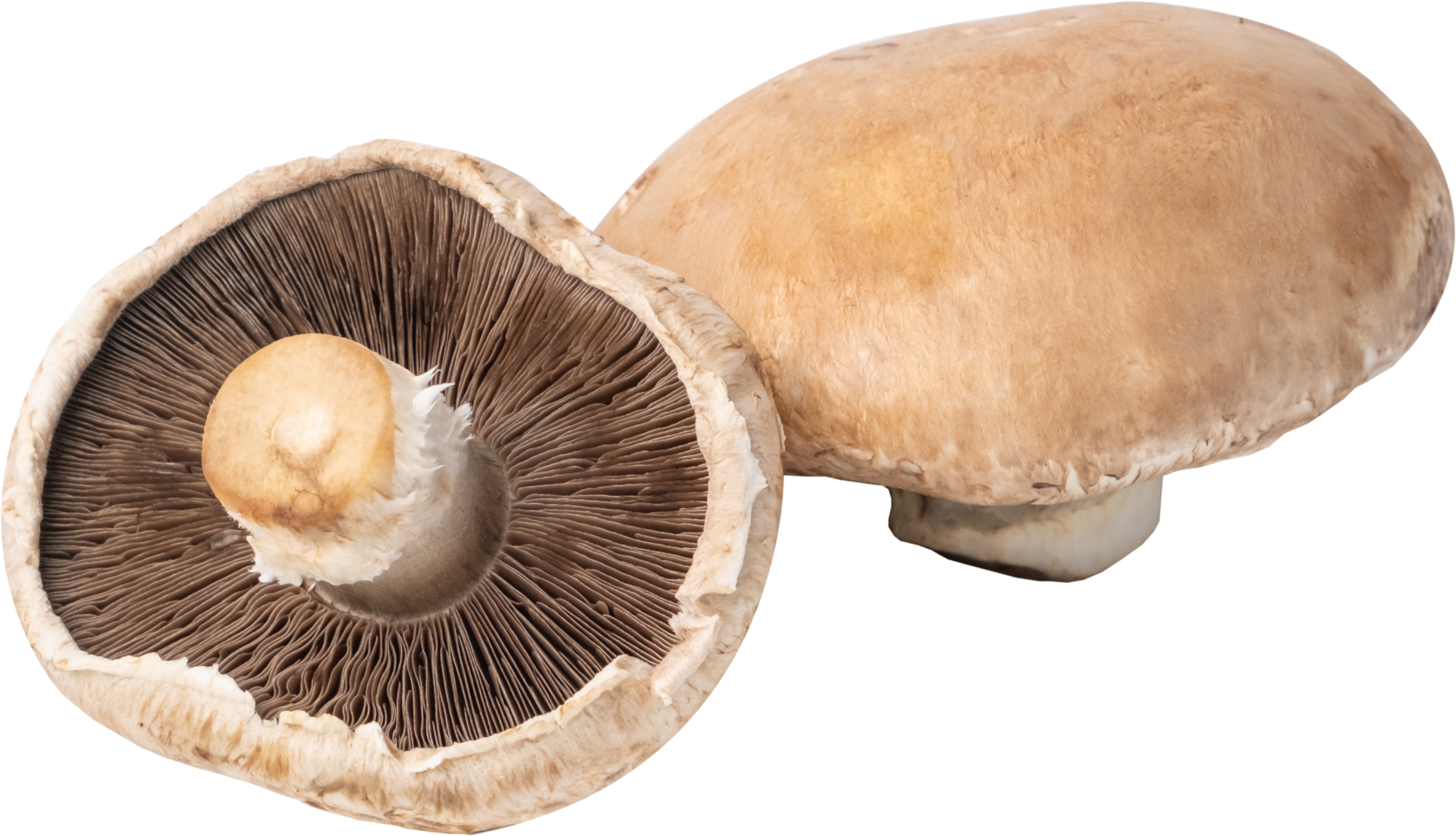 portobello mushroom cut out on transparent background. 23619754 PNG