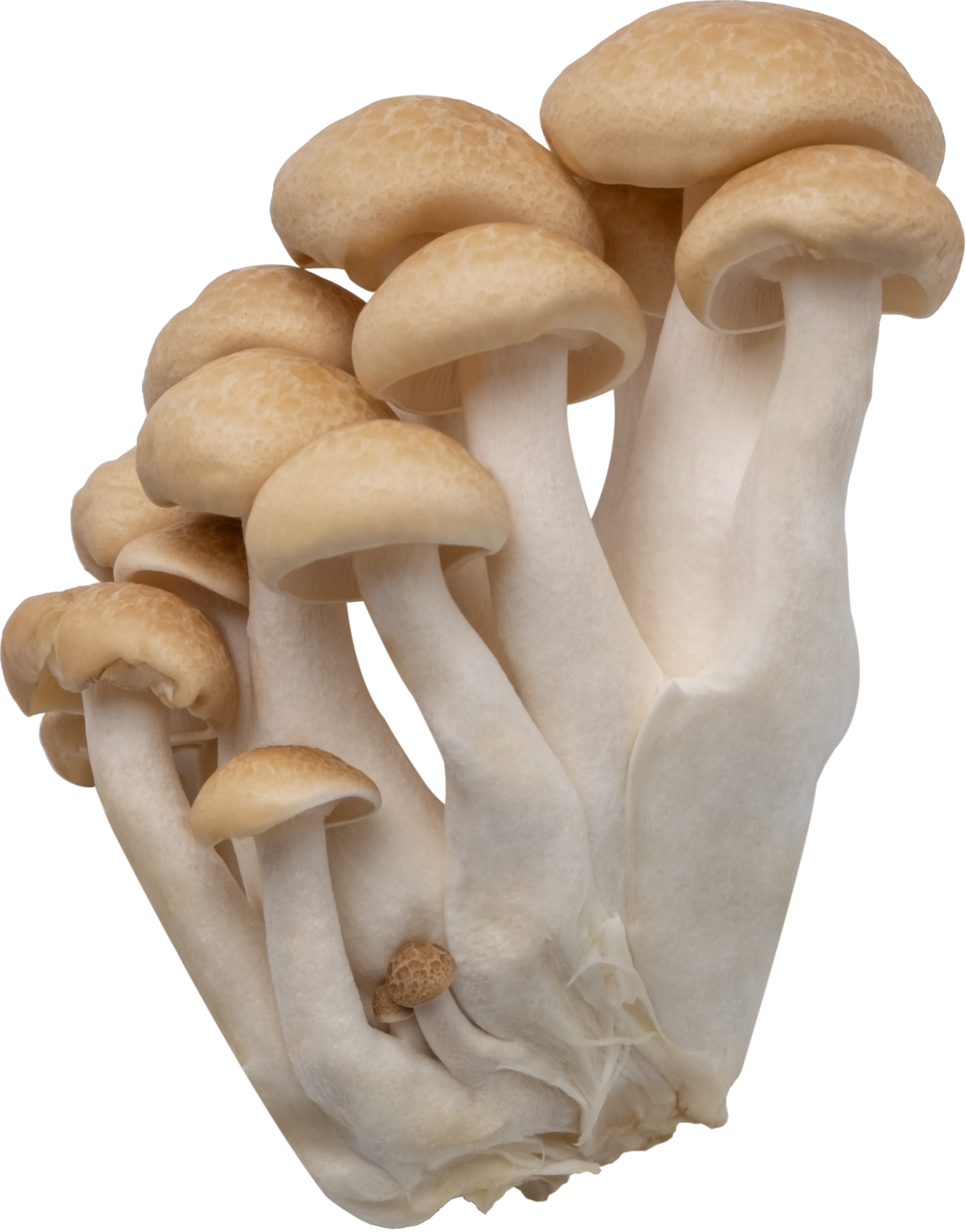shimeji mushroom cut out on transparent background. 23619755 PNG