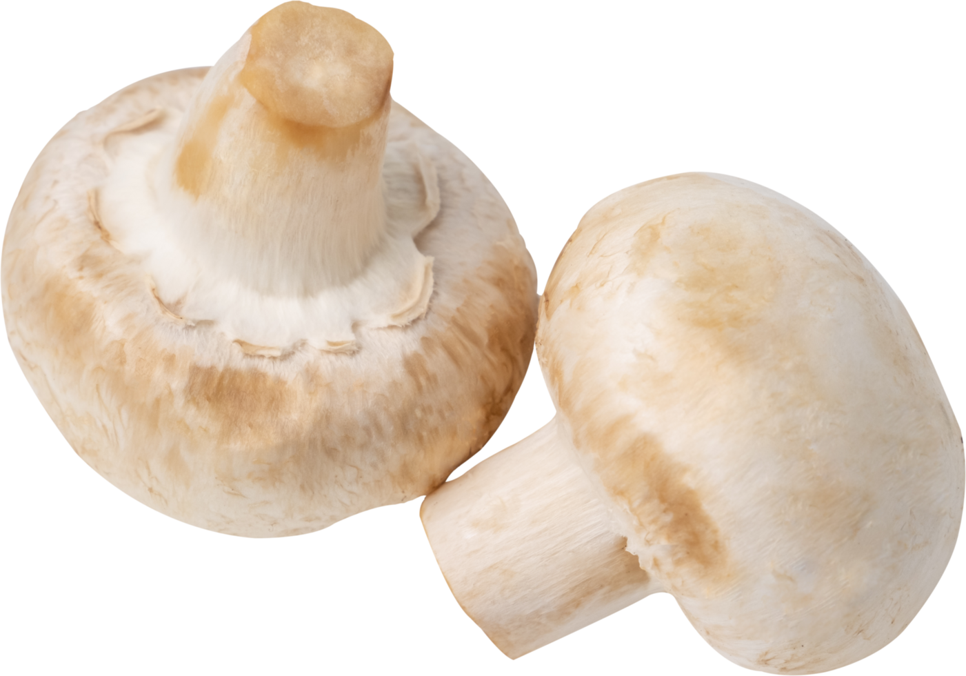 cremini mushroom cut out on transparent background. png