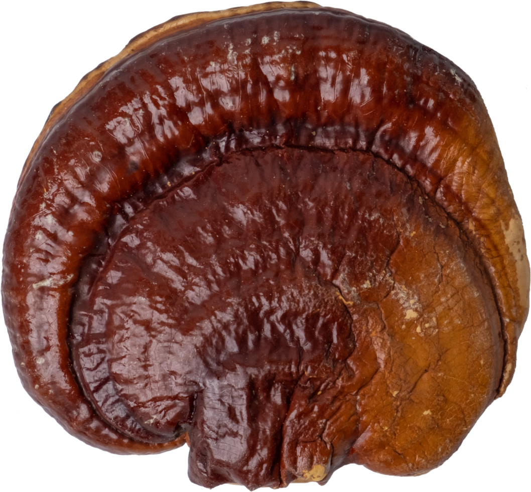 reishi mushroom cut out on transparent background. png