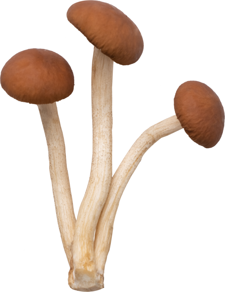 enoki mushroom cut out on transparent background. png