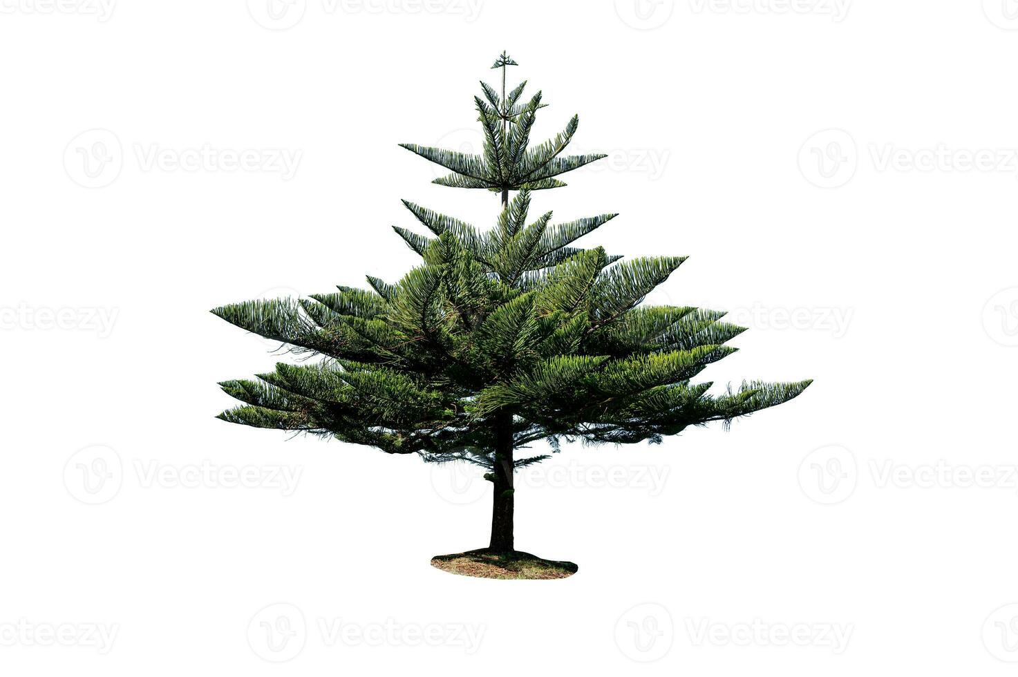 pino árbol aislado en blanco antecedentes foto