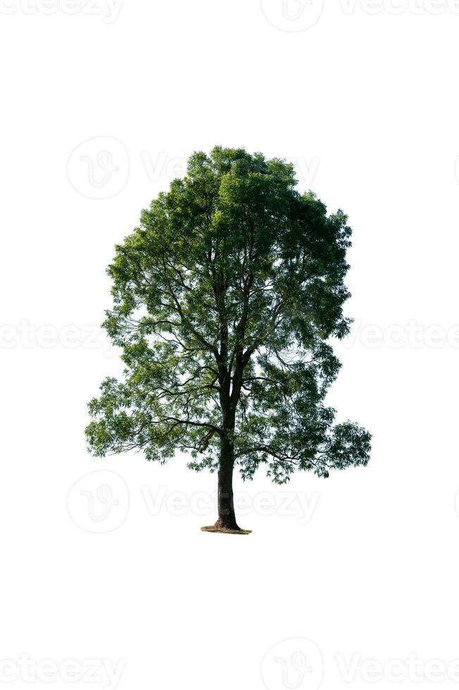 tree isolated with white background photo