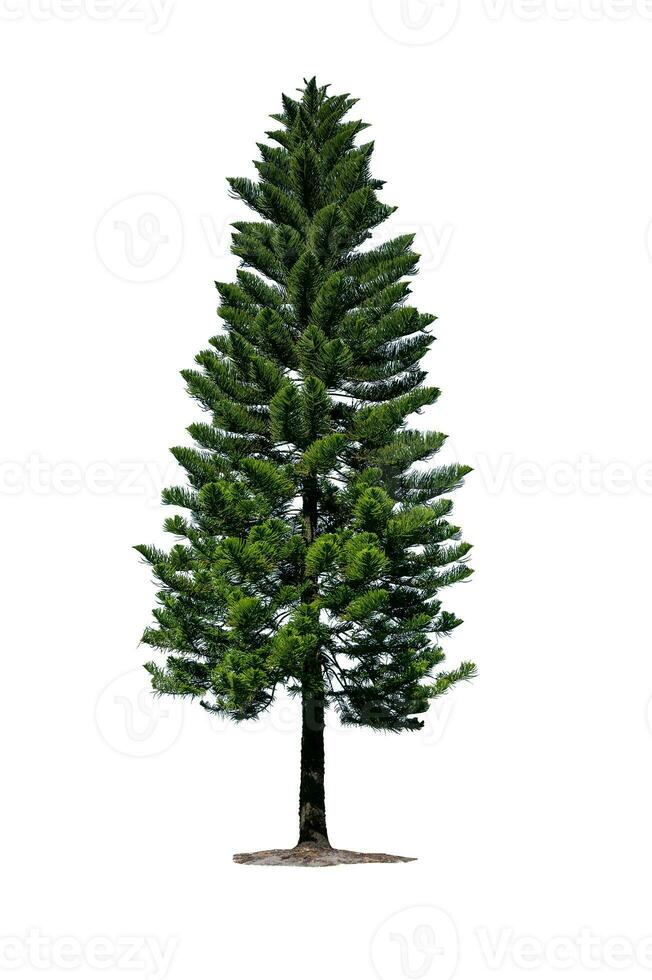 pine tree isolated on white background photo