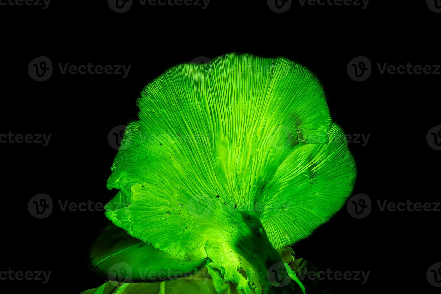 Bioluminescence Ghost mushroom, Ghost Fungus at night - Omphalotus nidiformis - bioluminescent, poisonous fungus  found in NSW, Australia photo