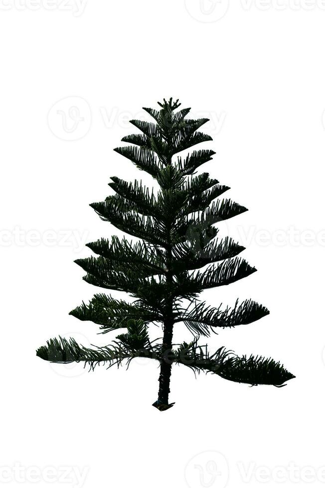 pine tree isolated on white background photo