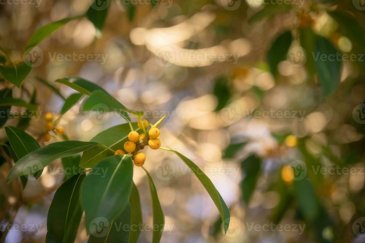 fig fruit, banyan tree fruit with blurred background, yellow ripe fruit in autumn photo