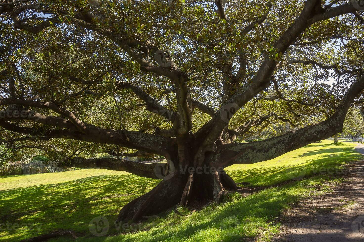 big tree in the park, outdoor activities concept, Fig tree, under the shade of green leaves,leaf, foliage. photo