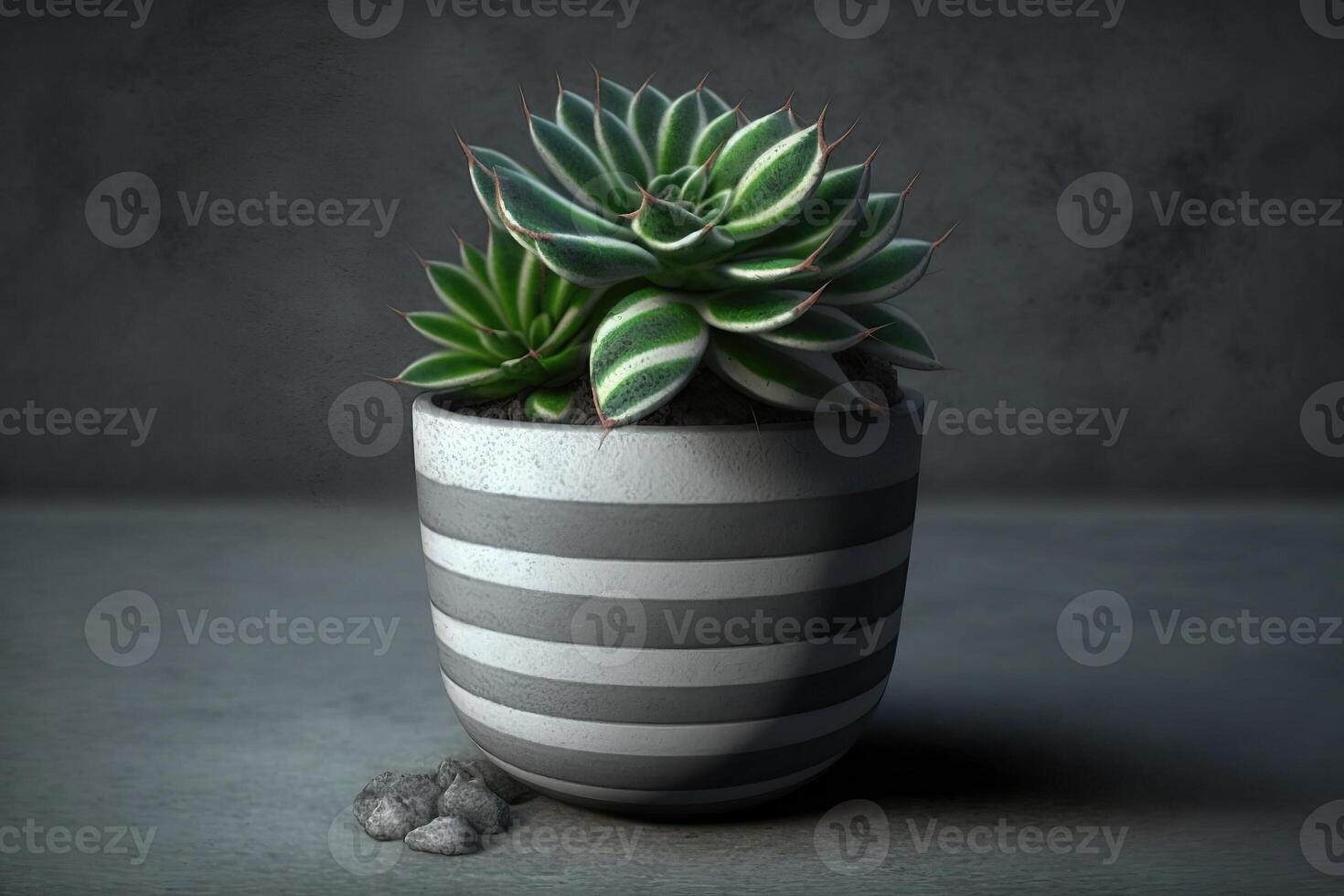 Succulent plant with rubble, photo