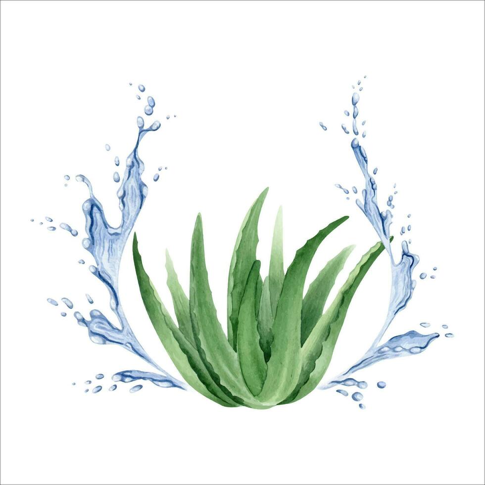 The aloe vera plant. Juicy succulent aloe with splashes of water. Watercolor illustration, hand-drawn. Isolated on a white background. For packaging cosmetics, wrapping paper, postcards. vector