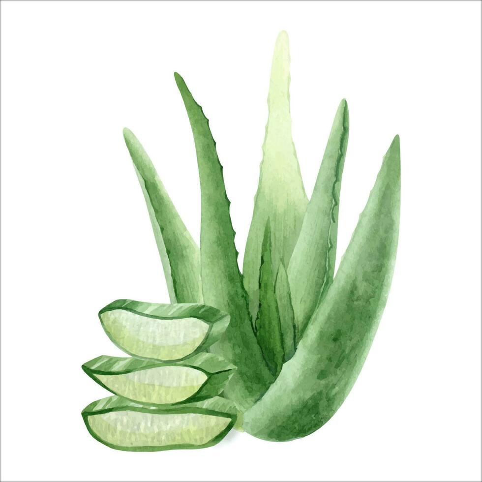 The aloe vera plant. Juicy succulent aloe with slices of pulp. Watercolor illustration, hand-drawn. Isolated on a white background. For packaging cosmetics, wrapping paper, postcards. vector