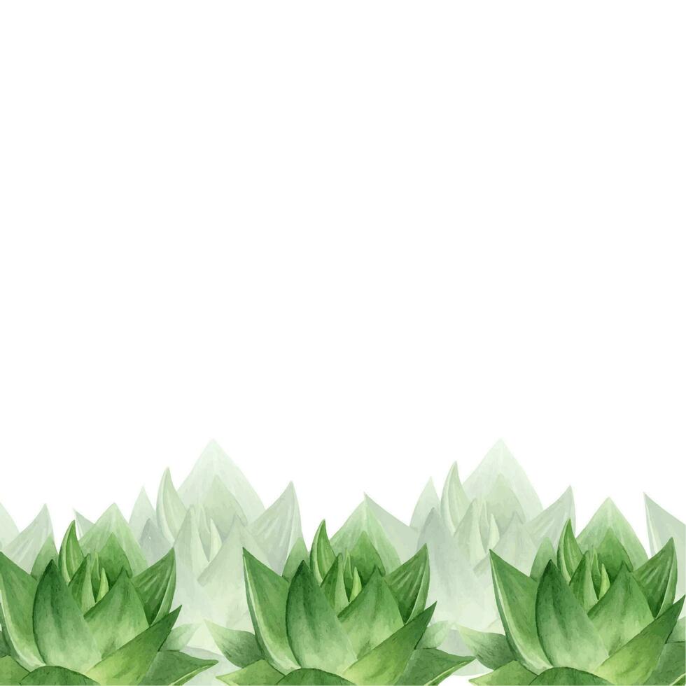 áloe vera planta. botánico suculento áloe. marco de áloe Vera. acuarela ilustración, dibujado a mano. aislado en blanco antecedentes. para embalaje productos cosméticos, postales, etiquetas vector