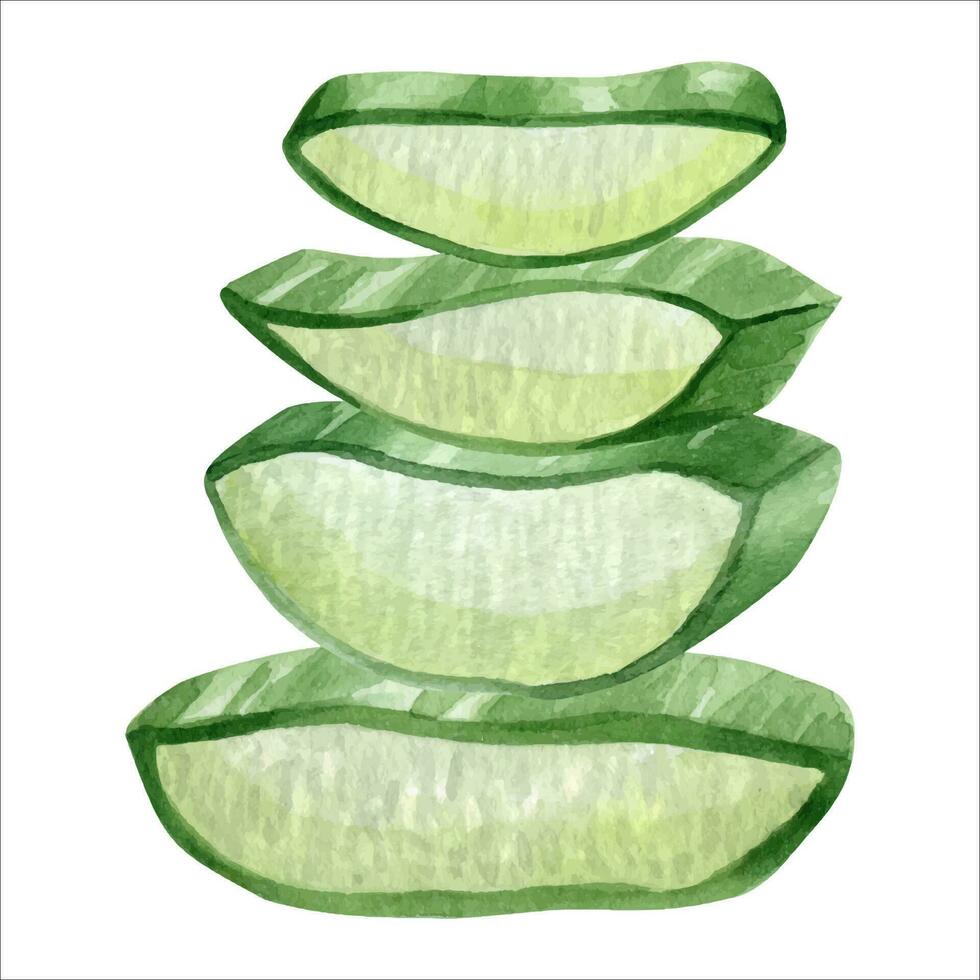 Aloe vera plant. Slices pulp of succulent aloe. Watercolor illustration, hand-drawn. Isolated on white background. For packaging cosmetic, wrapping paper, cards vector