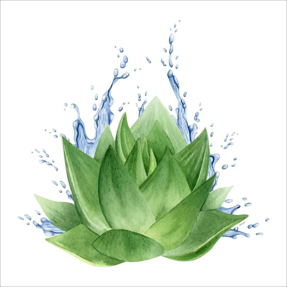 The aloe vera plant. Juicy succulent aloe with splashes of water. Watercolor illustration, hand-drawn. Isolated on a white background. For packaging cosmetics, wrapping paper, postcards. vector