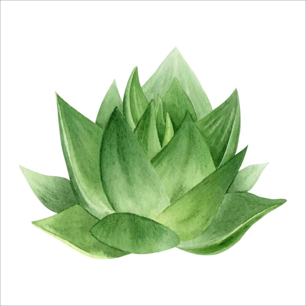 áloe vera planta. botánico suculento áloe. acuarela ilustración, dibujado a mano. aislado en blanco antecedentes. para embalaje cosmético, envase papel vector