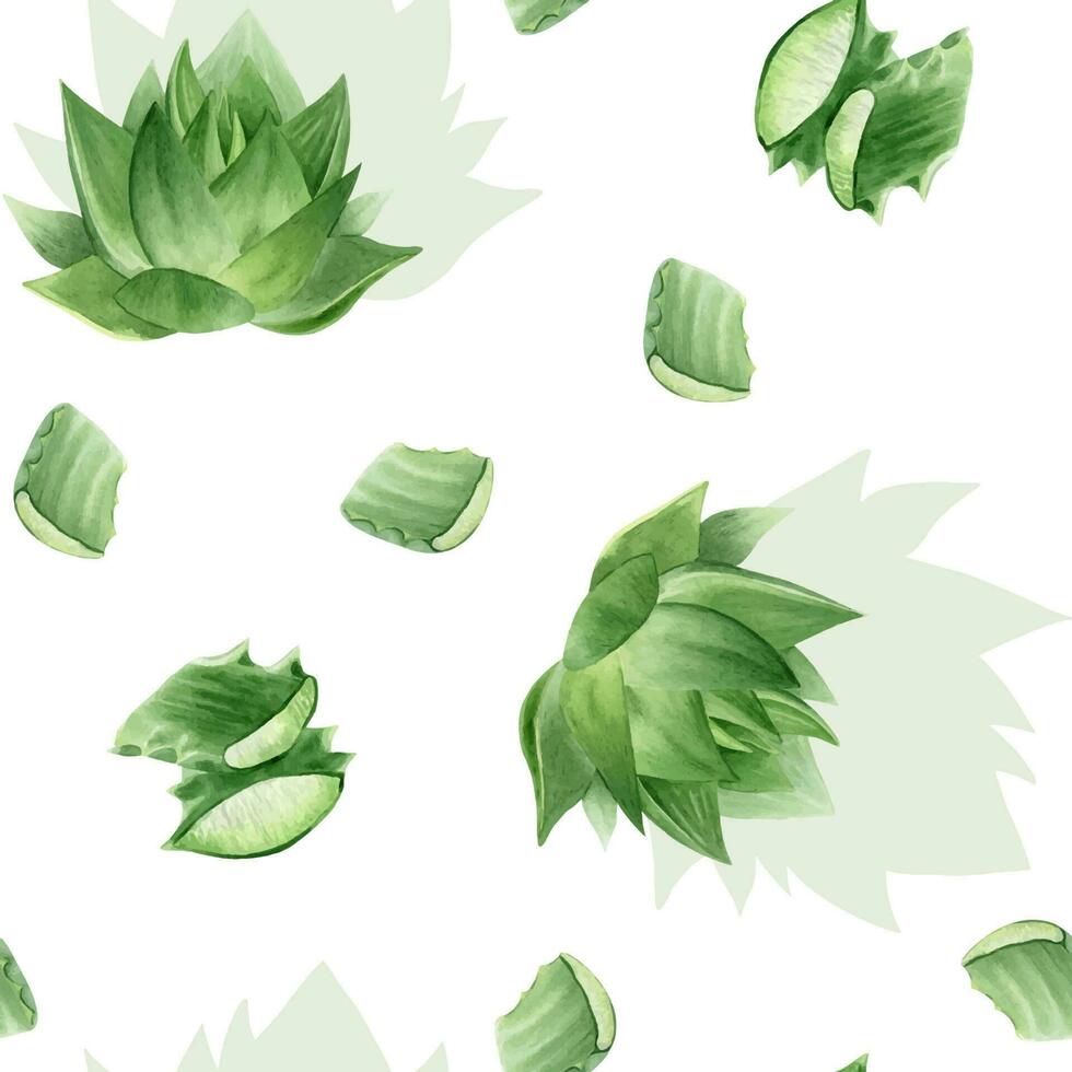 Aloe vera plant, slices, cubes of pulp and aloe leaves. Watercolor seamless pattern on a white background. For packaging cosmetics, scrapbooking, wrapping paper vector