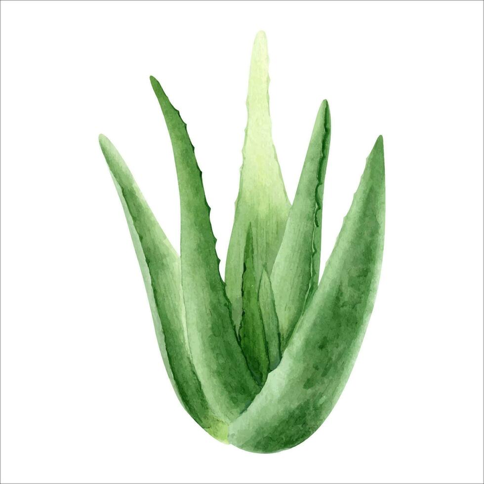 Aloe vera plant. Botanical succulent aloe. Watercolor illustration, hand-drawn. Isolated on white background. For packaging cosmetic, wrapping paper vector