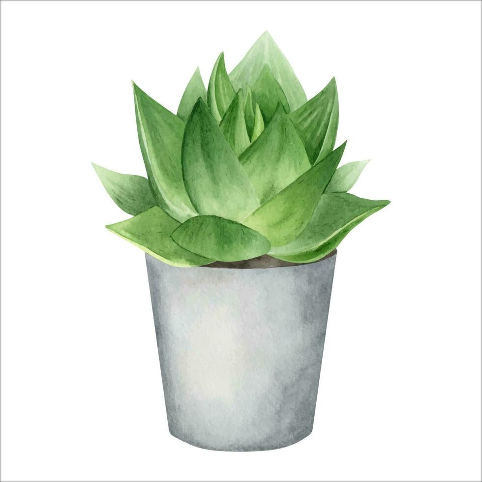 Aloe vera plant in pot. Indoor plant succulent. Watercolor illustration, hand-drawn. Isolated on a white background. For packaging cosmetics, wrapping paper, cards vector