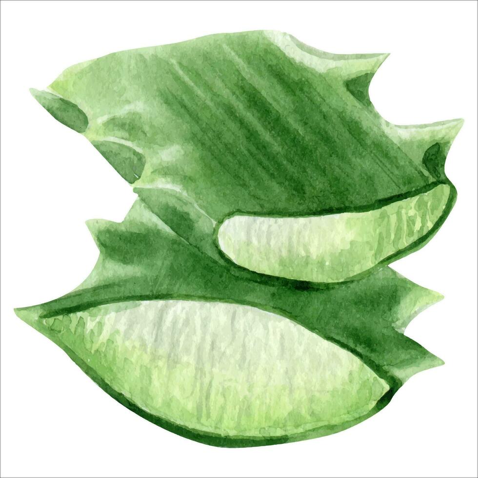 Aloe vera plant. Slices pulp of succulent aloe. Watercolor illustration, hand-drawn. Isolated on white background. For packaging cosmetic, wrapping paper, cards vector