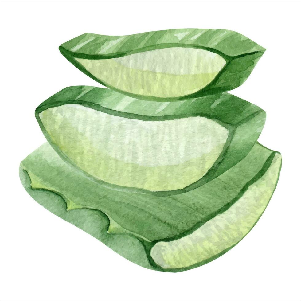 Aloe vera plant. Slices pulp of succulent aloe. Watercolor illustration, hand-drawn. Isolated on white background. For packaging cosmetic, wrapping paper, cards vector