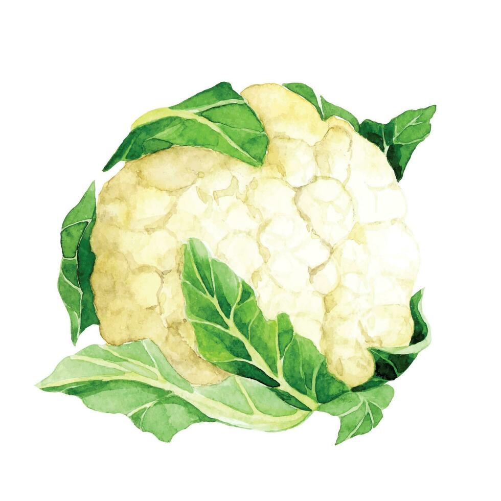 acuarela dibujo. clipart repollo, coliflor. verde vegetales realista ilustración vector