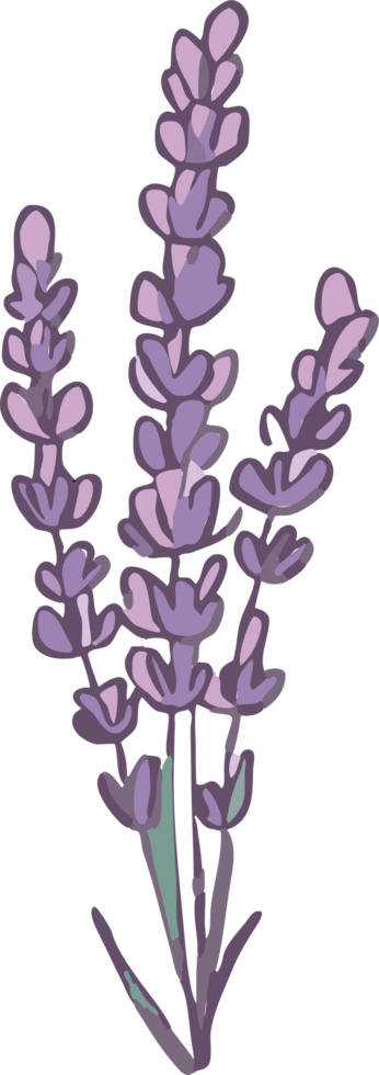 Lavendel png Grafik Clip Art Design