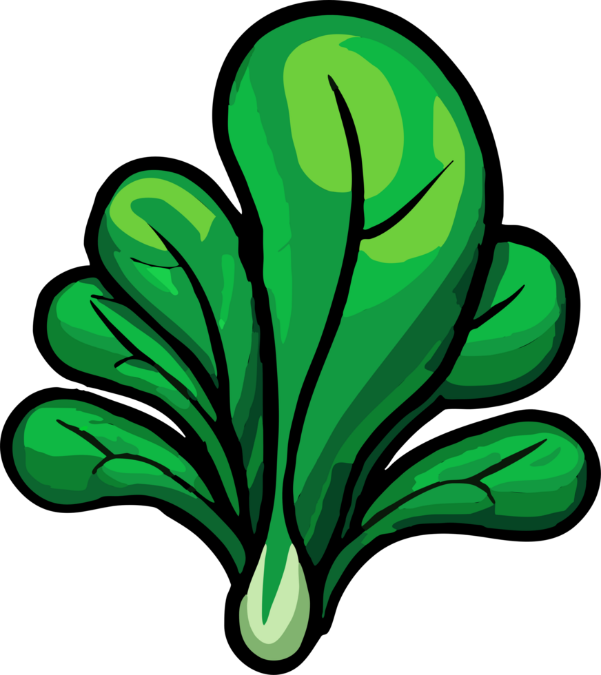 spinach png graphic clipart design