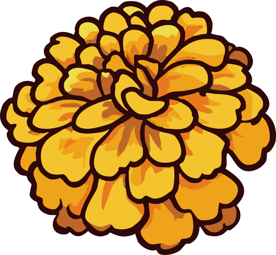 marigold png graphic clipart design