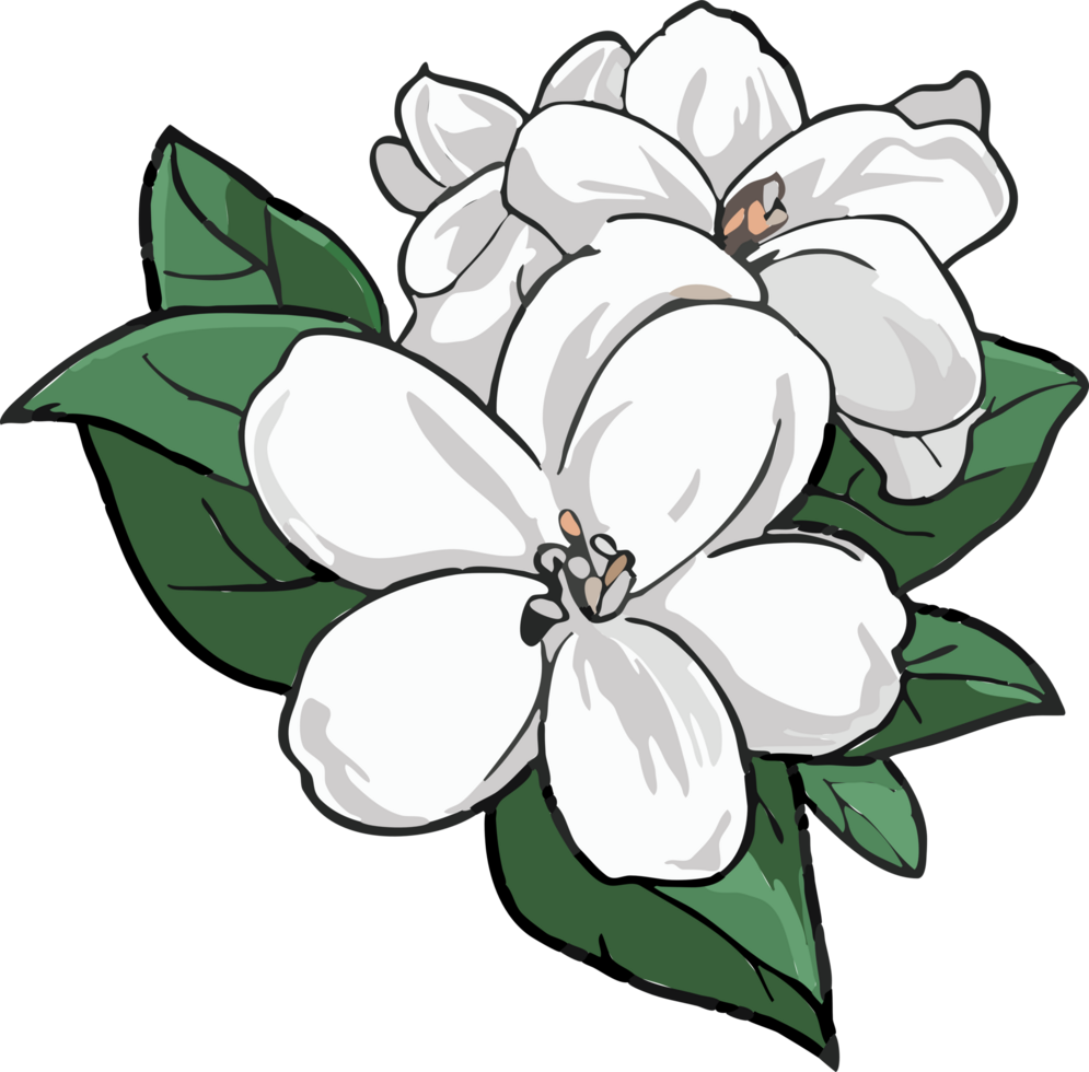 jasmine png graphic clipart design