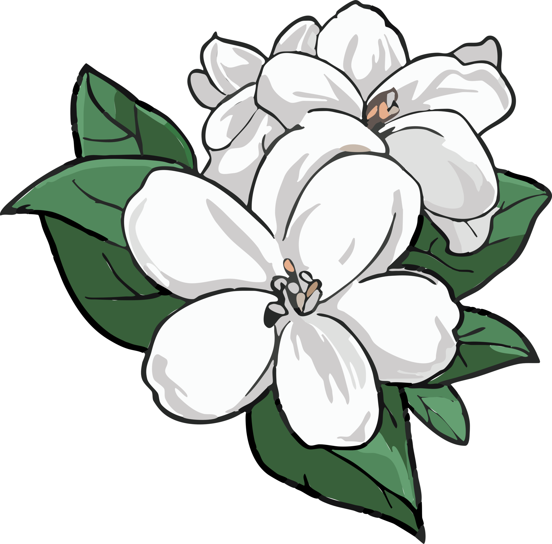 jasmine png graphic clipart design 23623414 PNG