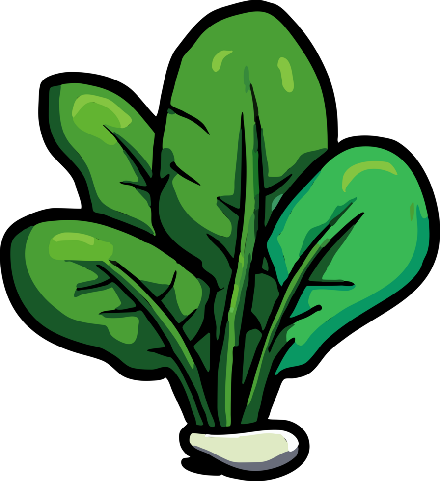 spinach png graphic clipart design