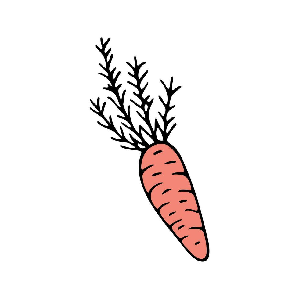 Hand drawn carrot doodle for summer and spring design vector