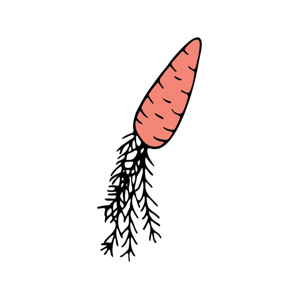 Hand drawn carrot doodle for summer and spring design vector