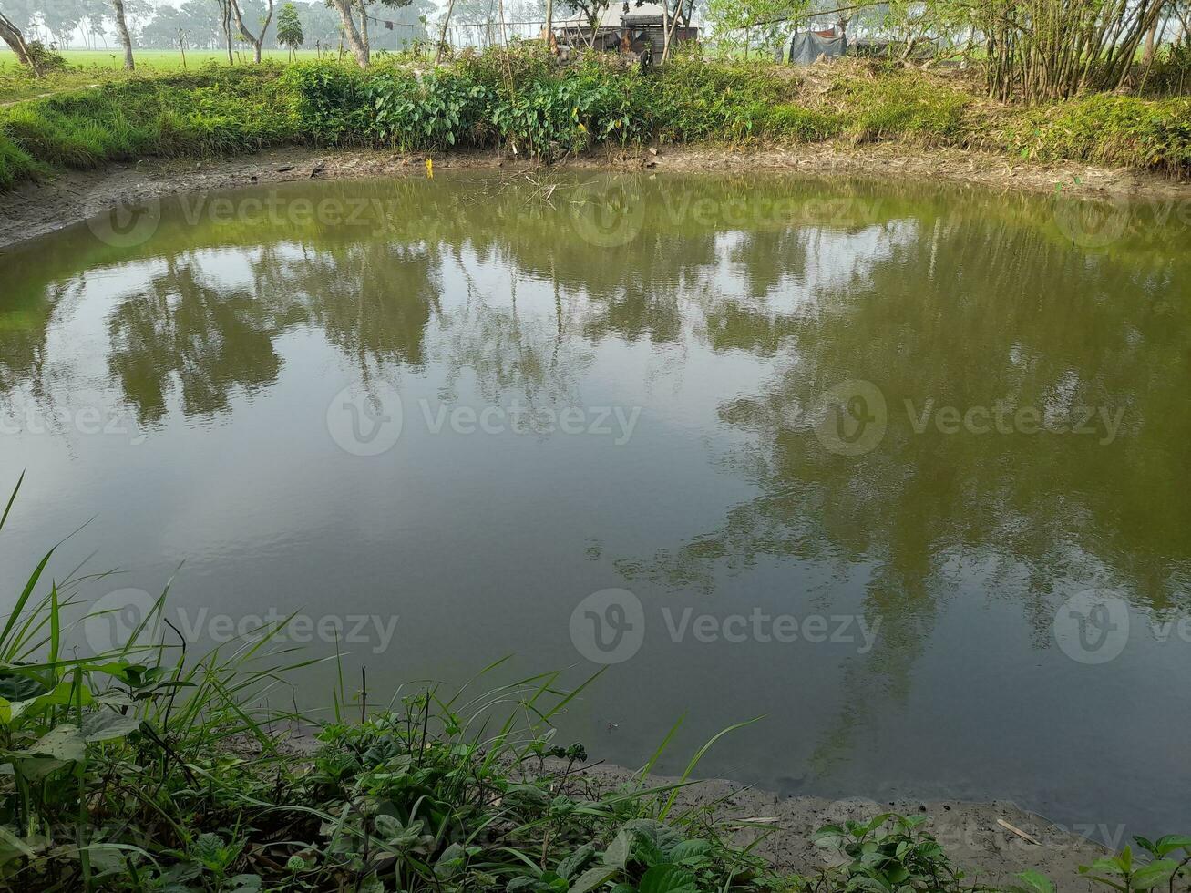 Image of a Beautiful Village pond, The village of Kushtia, Bangladesh, Asia. lovely nature. photo