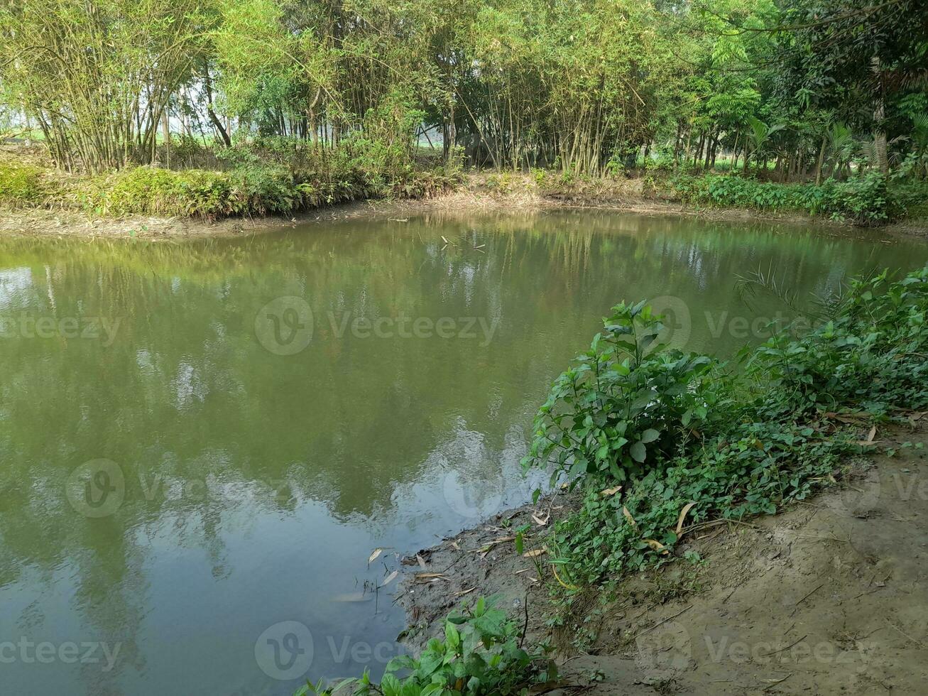 Image of a Beautiful Village pond, The village of Kushtia, Bangladesh, Asia. lovely nature. photo