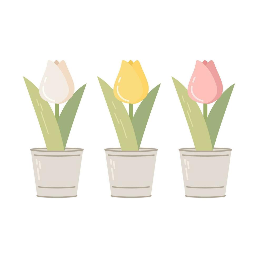 Metal pots with tulips isolated on white background. Garden equipment, tool. Seasonal garden work. Spring vector llustration.