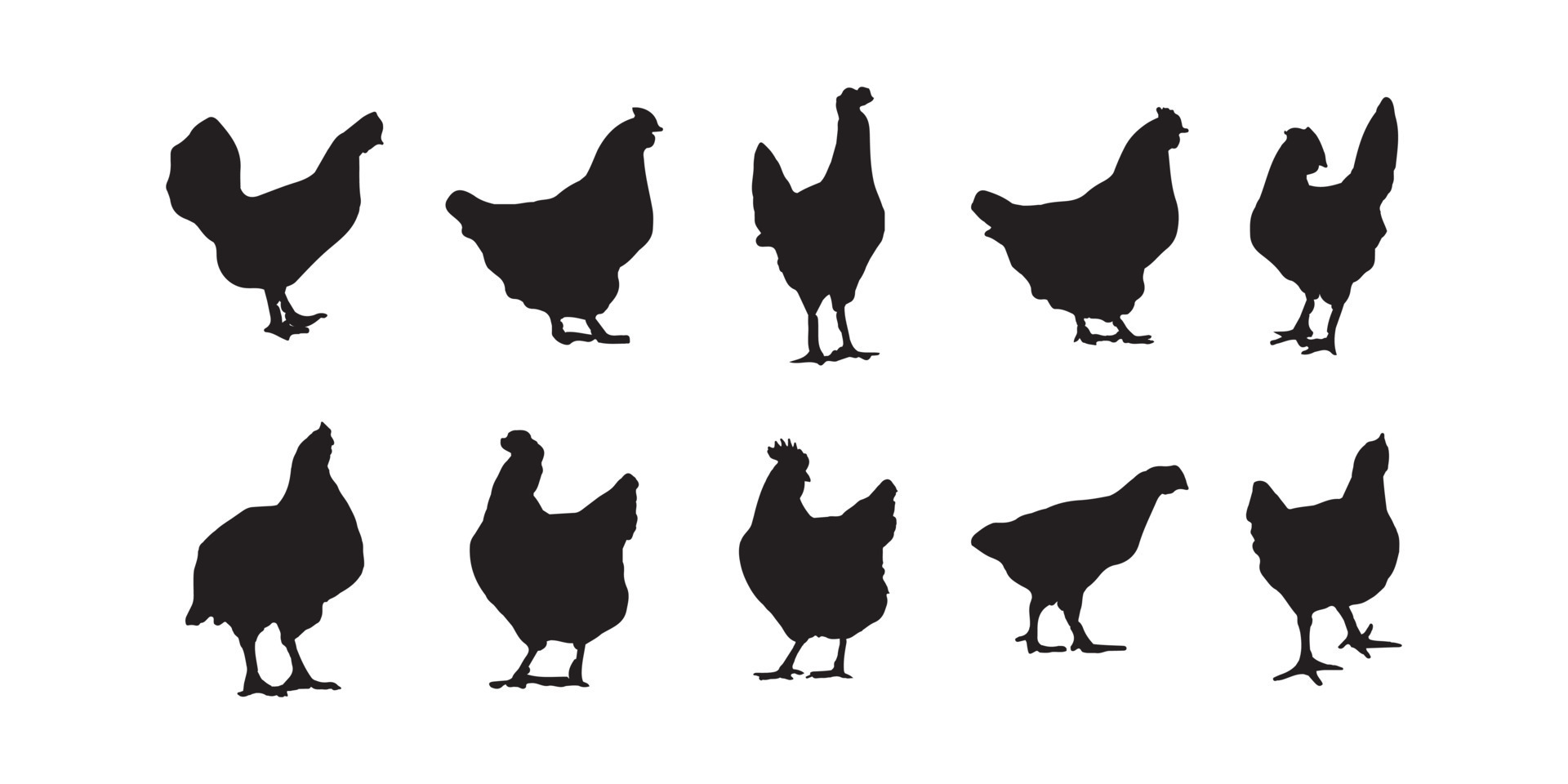 Hen Broiler Chicken Silhouettes Vector Illustrator Eps10 23626644 Hen Broiler Chicken Silhouettes Illustrator Eps10 Free Vector